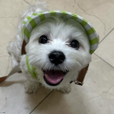 nyangkku12's profile picture. 