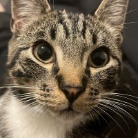 JSSB | π³π±π¬π§ (@jssbcsgo) 's Twitter Profile