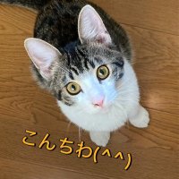 🐾ジパング🐈(びわ湖産)🐱(@ZpVIP07xs) 's Twitter Profile Photo