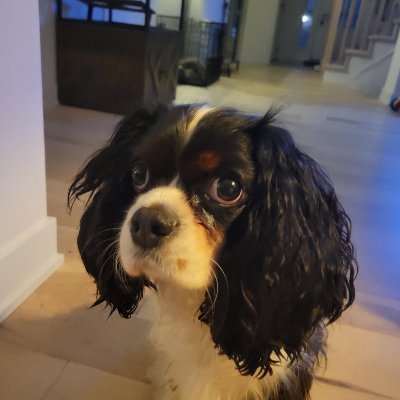 WillElliotKeith's profile picture. Canadian and British. I miss Margaret Thatcher.