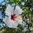 23_e_v_o_L's profile image