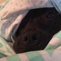 TheGhost (@pipmiser) 's Twitter Profile Photo