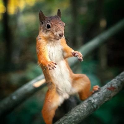 blanquinho02's profile picture. :^)