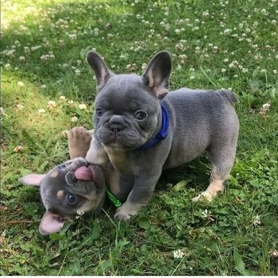 Thefrenchiegang Profile Picture