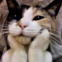 carrd help(er) (@oecarrd) 's Twitter Profile