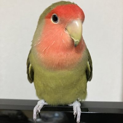 ぷっち。
  インコと遊ぶ人！ 。 鳥だけでなく釣りや独立リーグ観戦などもツイートしていきます☺️
幸せは無料なので、幸せになる必要があります。
自分を愛することは、自分を誇りに思うための最良の方法です。