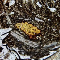 Microarchaeology Lab (MAE-USP) (@labmicrousp) 's Twitter Profile