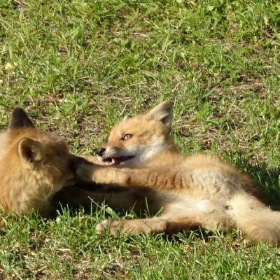 Qlnmc2ucOeTHLio's profile picture. 動物。野鳥。旅。温泉。おんがく。ちきゅう。星空。ときどきひと。