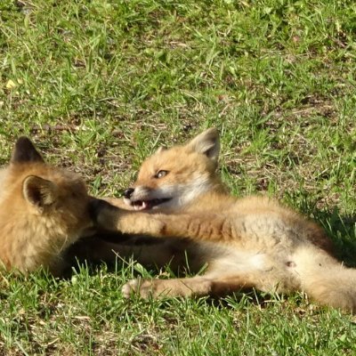 動物。野鳥。旅。温泉。おんがく。ちきゅう。星空。ときどきひと。