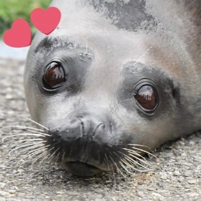 seal•a•tion; noun. great happiness and exhilaration one experiences when in the presence of aquatic mammals of the order pinnipedia. ♡ @yung_wenli's my love 🩷