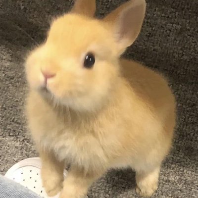 didadidi_38's profile picture. 🇻🇳🪷🤡🫶🦄🐈‍⬛