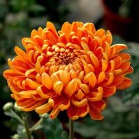 Chrysanth (@chrysanth1mum) 's Twitter Profile