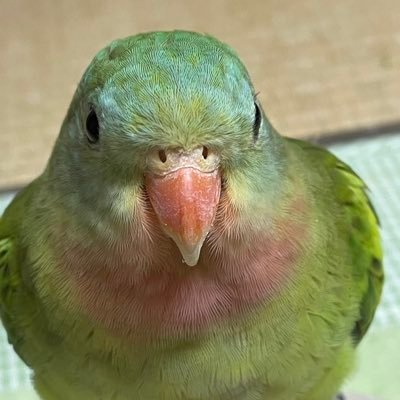 三日月、天女インコのハーフの子が２羽ピィちゃん、ラムちゃん、美声インコマロくん🦜

犬ミニピン📍ラッキー
　パピヨンクッキー
宜しくお願いします🙇