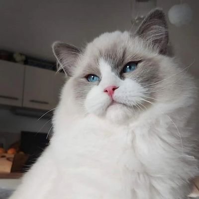 Ragdoll Cattery, Ragdoll Cat Breeder, ragdoll cats, ragdoll kitten,