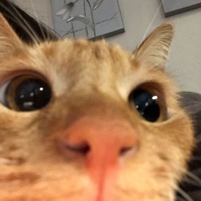 not_jauma's profile picture. 