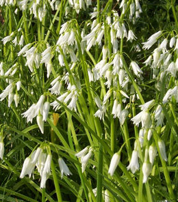 OnionWeed's profile picture. Just another IT Geek, doin' his thing.