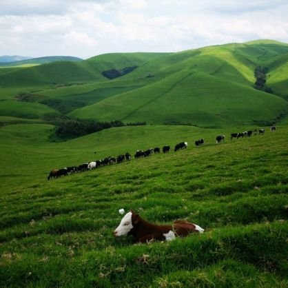 FelMihigo's profile picture. Justice