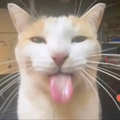 lialovescats14y's profile picture. 