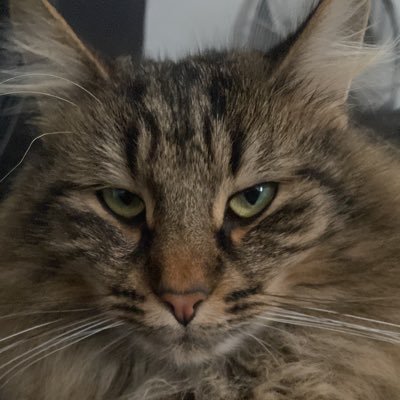 IdenticalReaper's profile picture. zzz