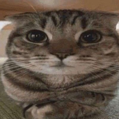 namisyesandno's profile picture. I  like cats 🐈
https://t.co/DNYvnuJvzl
owner of the one and only NIBLET!!!
I'll somtimes yap