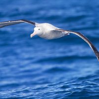 Albatros(@Albatros_34_) 's Twitter Profile Photo