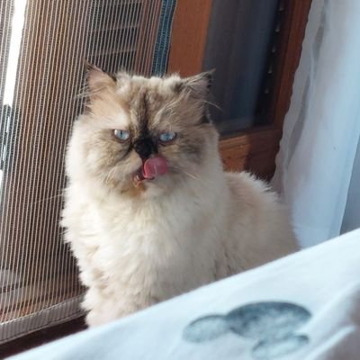 lesbicaeansios4's profile picture. 🧸🏳️‍🌈⚜️