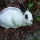 Margaret Ann - @MargaretRabbit - Twitter