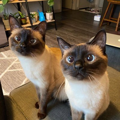 chatgpt_api's profile picture. Neuronicx，是ChatGPT诞生以来最早出现的AI衍生服务平台。专注于提供：ChatGPT账号与代充、Claude Pro账号和API账号，以及GPT4账号与Key租用。