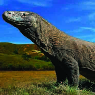 komodotravel's profile picture. Visit Komodo National Park, Indonesia. One of the world's new 7 wonders, World Heritage site and one of the most beautiful places on earth.