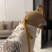 ZAYED (@z9la7) 's Twitter Profile