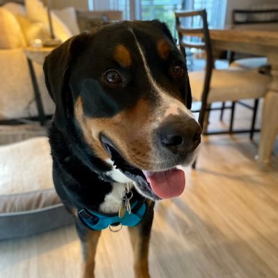 SPQRyouserious's profile picture. Attorney, political junkie, tired