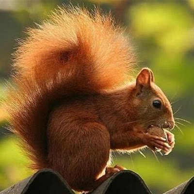 spinaldisorder's profile picture. 