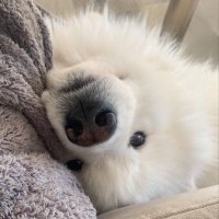 chillask (@caeciliaskr) 's Twitter Profile