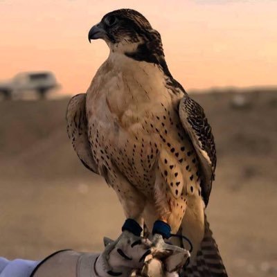 إذا أرَدت أن - تُتقِن - النِسيآن .. فَعليِك بِهدمِ أبرَآج المُرآقَبة..!