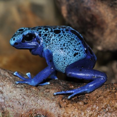 Cozenzi1's profile picture. 