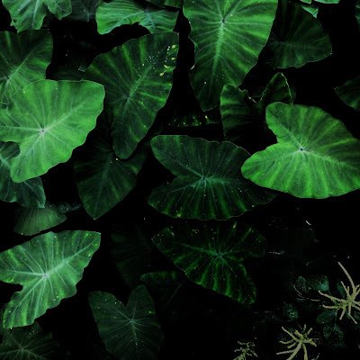 Bill_guudei's profile picture. 
