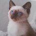 ããŒã«ãã (@vmnvdiu3tnjwhxp) Twitter profile photo ããŒã«ãã (@vmnvdiu3tnjwhxp) Twitter profile photo