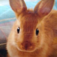 ちゃいろ🟤 (@chairo_0109) 's Twitter Profile