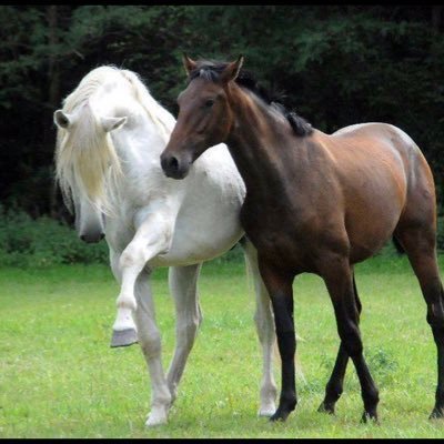 mohsenhrbi's profile picture. ‏‏‏‏انسان بسيط . اكره الكذب  . التزم جماعة المسلمين وامامهم