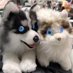 metaAnimal (@meta_robotics) Twitter profile photo metaAnimal (@meta_robotics) Twitter profile photo