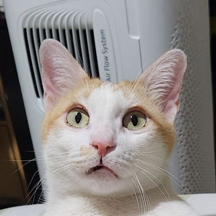 cynthiaevani's profile picture. rarely active