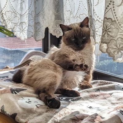 bihain's profile picture. 猫みたいに生活できたら素敵やん