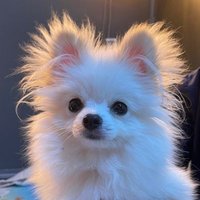 땅콩ෆ (@my_hamstar) 's Twitter Profile