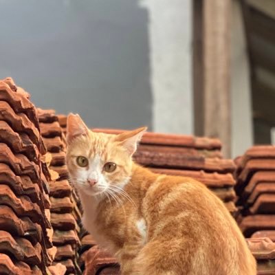 acintya_hime's profile picture. Fangirling mulu kehidupannya 😆