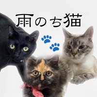 雨のち猫･はれのちねこ (@yopiyomaru) Twitter profile photo