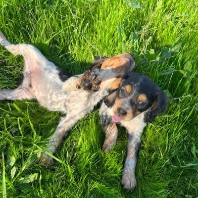 zfailimechul's profile picture. 