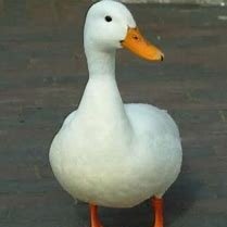 I am A Duck AND I DO QUAKE QUAKE......