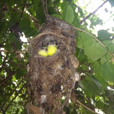 psprasannajit's profile picture. Ghumusar uprisings(1753-1866)
                                           ଘୁମୁସର ବିଦ୍ରୋହ(1753-1866)

                  #Odia #ଓଡିଆ