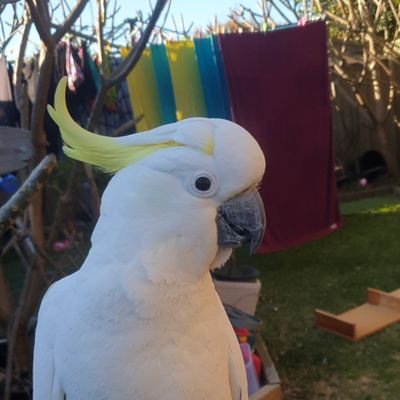 Andrew99042's profile picture. just here to enjoy the curves
Dms open
back up account
if you like to swap DM me 😉