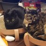 KUROEblackcat's profile picture. 2022年6月26日に風邪ひきで弱っている野良猫を保護🐱
家族としてくらしています😊
ゆず　♀️
2023年3月5日に保護猫だったサビ猫の梓♀️(ゆずと同い年くらい)をお迎え🎵
そんな猫'sの成長日記です❗
※たまに猫以外もつぶやくこともあるかもです
※DMはお礼用として使用しています
画像の無断転用🆖